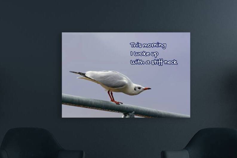 SUFFERING SEAGULL by Sergio Cerrato