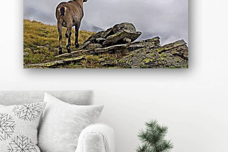 DISORIENTED IBEX by Sergio Cerrato