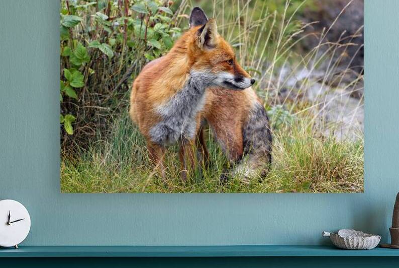 BEAUTIFUL SPECIMEN OF RED FOX by Sergio Cerrato
