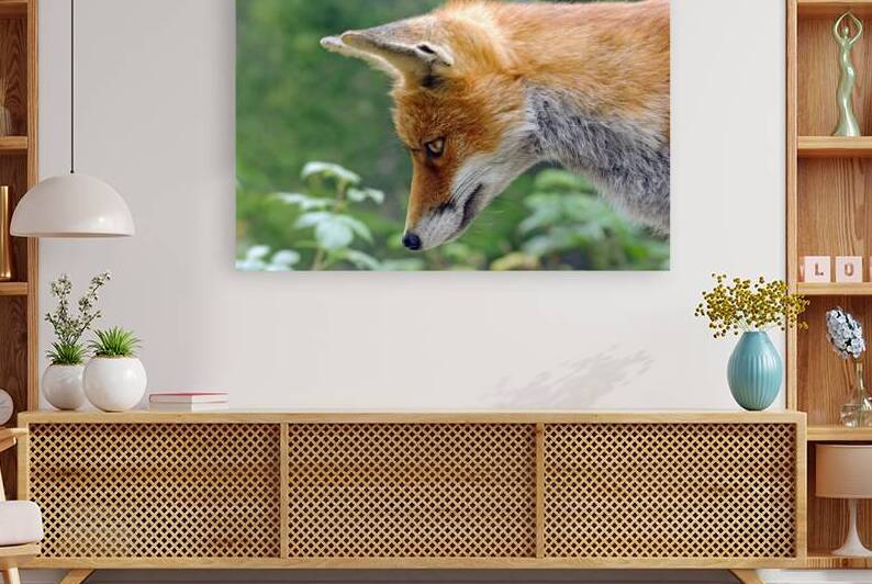 THE CUNNING FOX by Sergio Cerrato