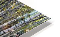 BIRCH FOREST HD Metal print