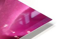 A PINK ROSE HD Metal print