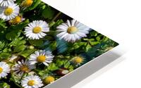 NATURAL CARPET HD Metal print