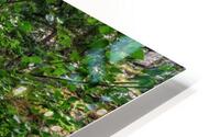 THE SURVIVING BIRCH HD Metal print