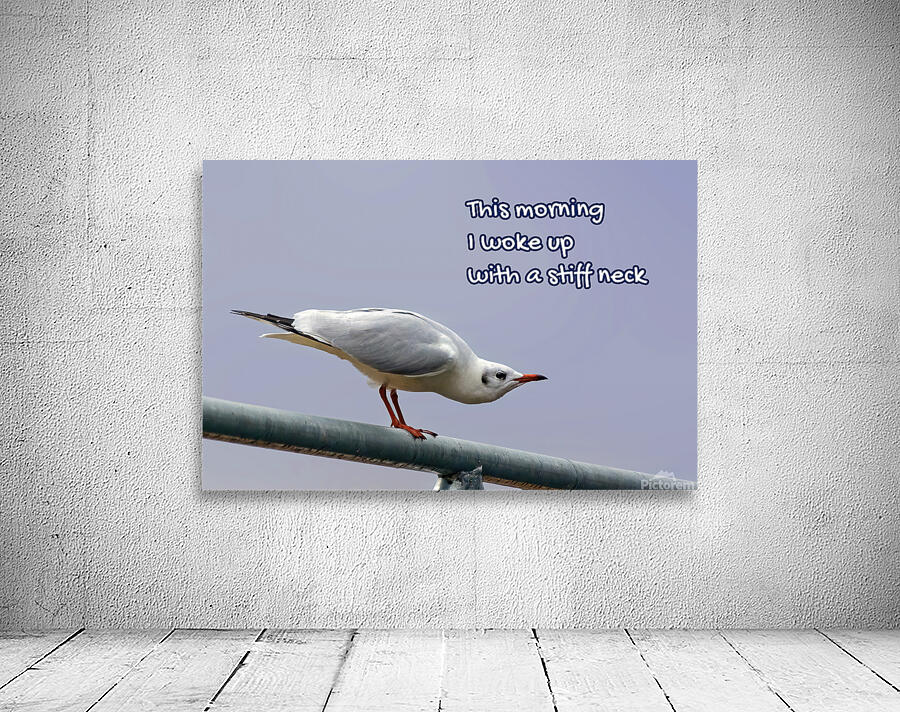 SUFFERING SEAGULL Wall Preview