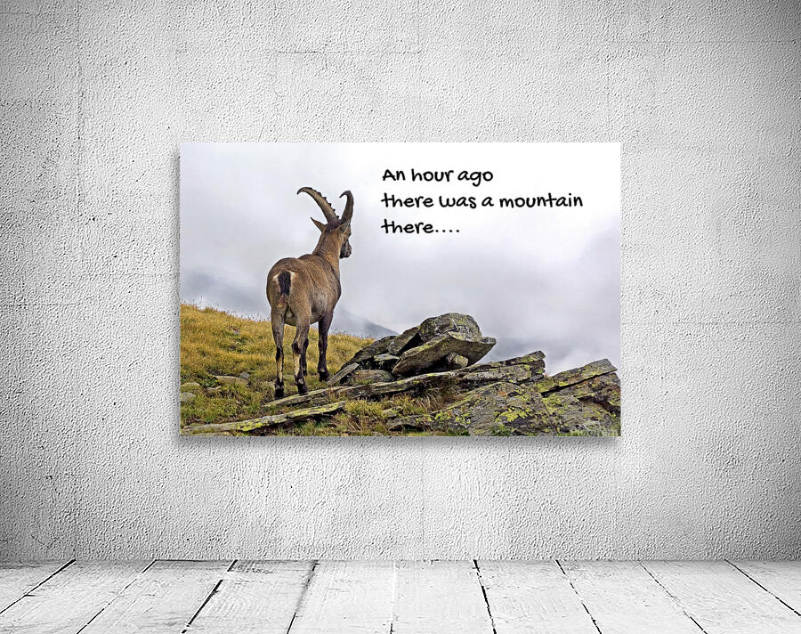 DISORIENTED IBEX Wall Preview