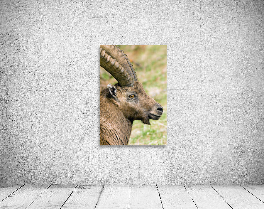 HORNS AND BEARD Wall Preview