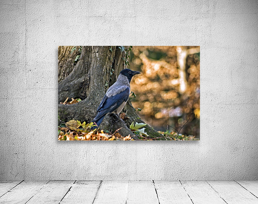 CORVUS CORNIX Wall Preview