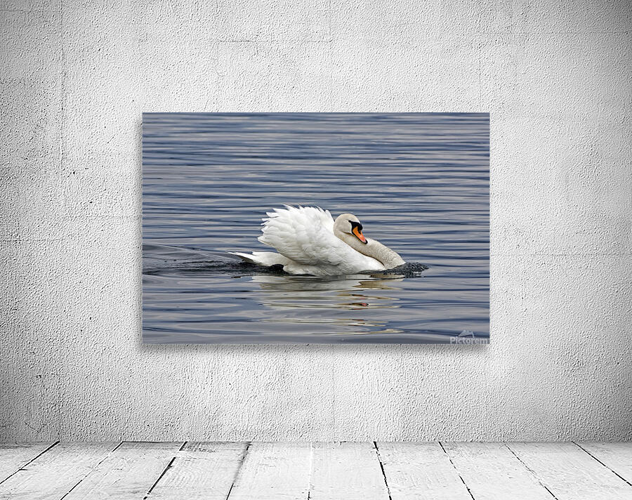 THE SWAN PERFORMS Wall Preview