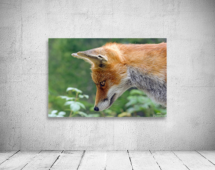 THE CUNNING FOX Wall Preview