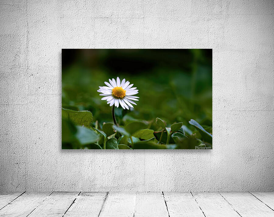 LONELY DAISY Wall Preview