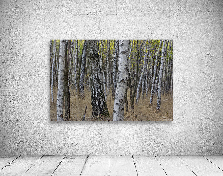 BIRCH FOREST Wall Preview