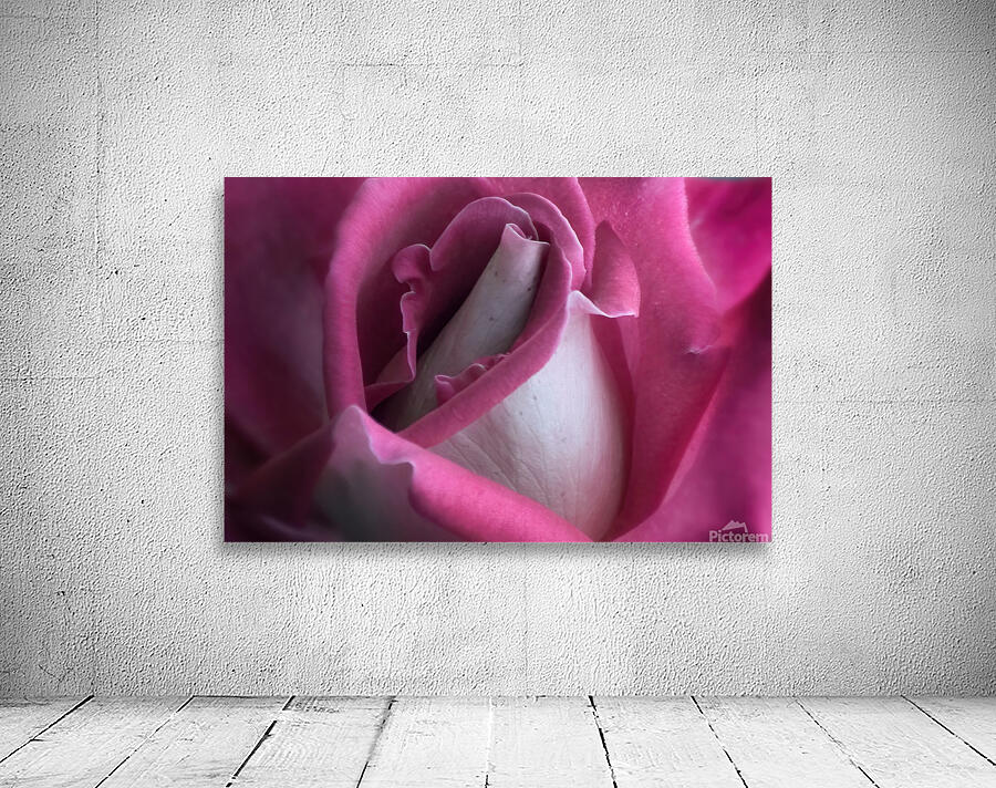 A PINK ROSE Wall Preview