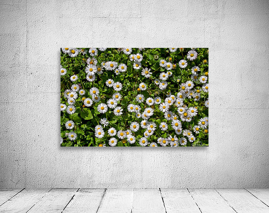 NATURAL CARPET Wall Preview