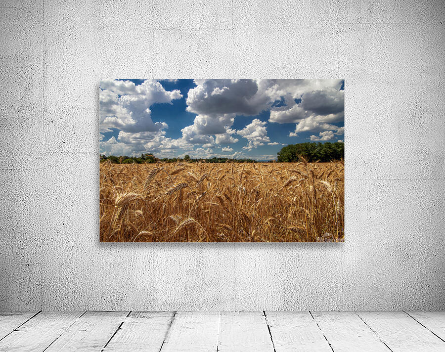 WHEAT IS GOLD Wall Preview