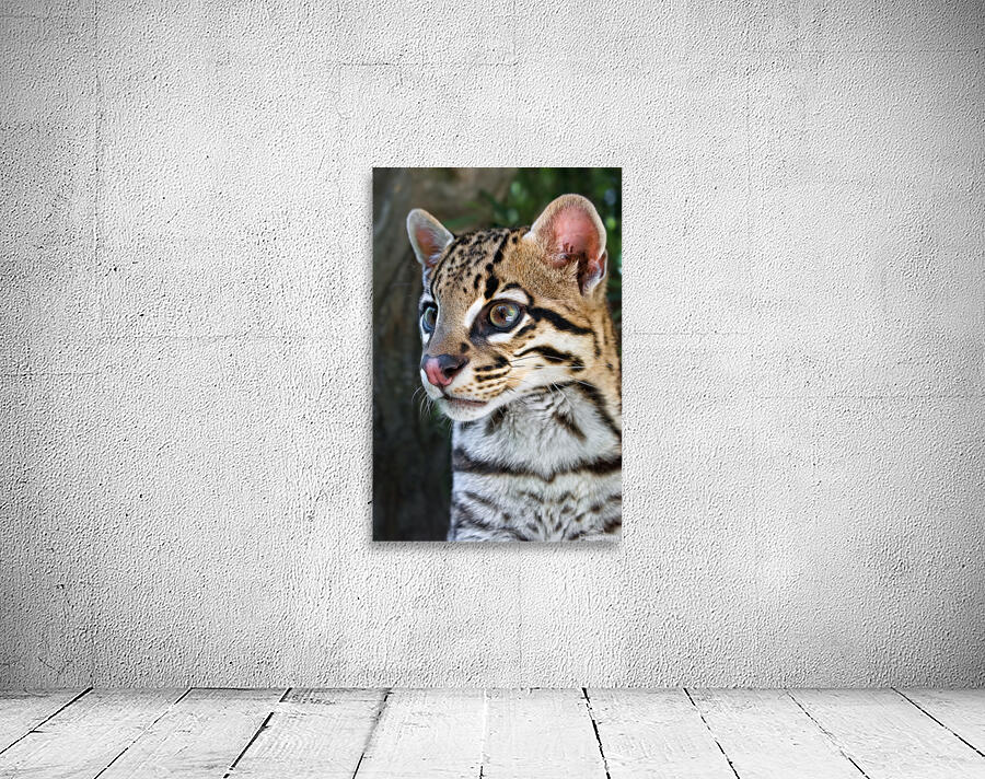OCELOT Wall Preview