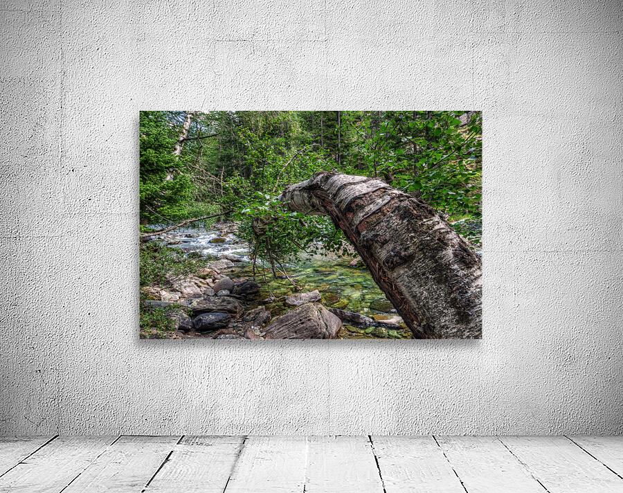 THE SURVIVING BIRCH Wall Preview