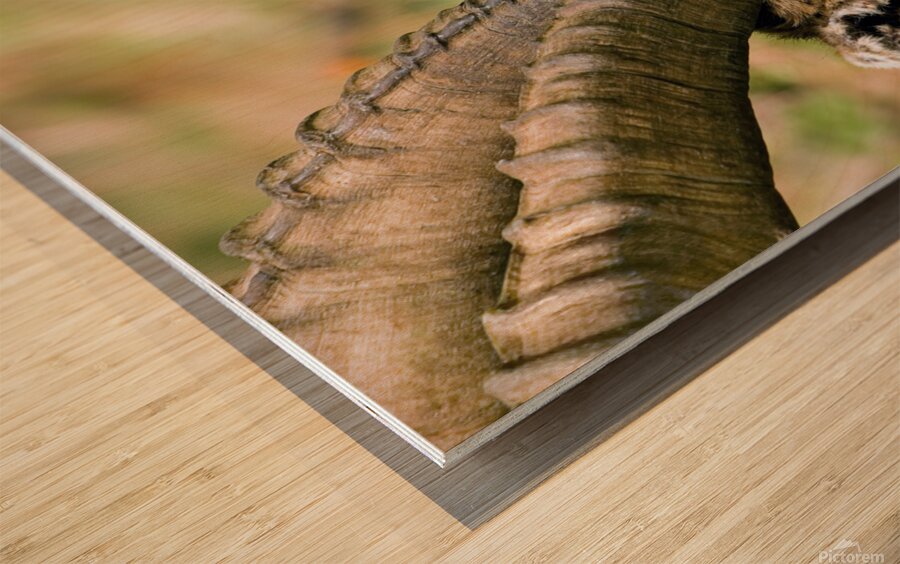 HORNS AND BEARD Wood print