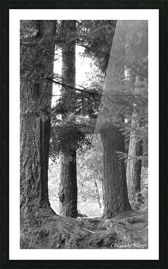 foret 3 Picture Frame print