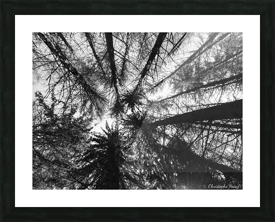 foret 2 Picture Frame print