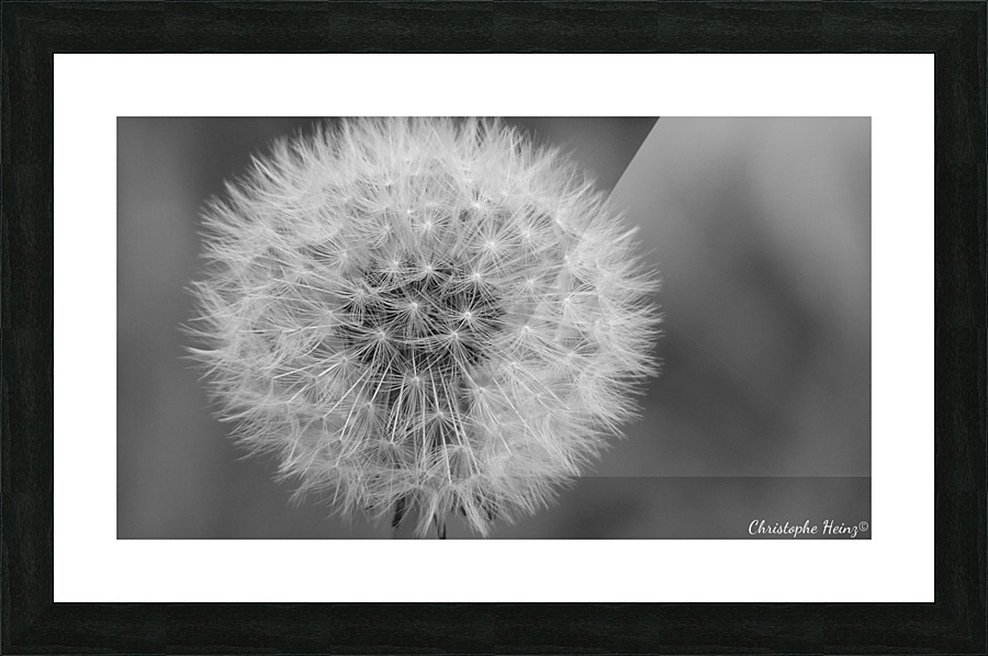 pissenlit Picture Frame print