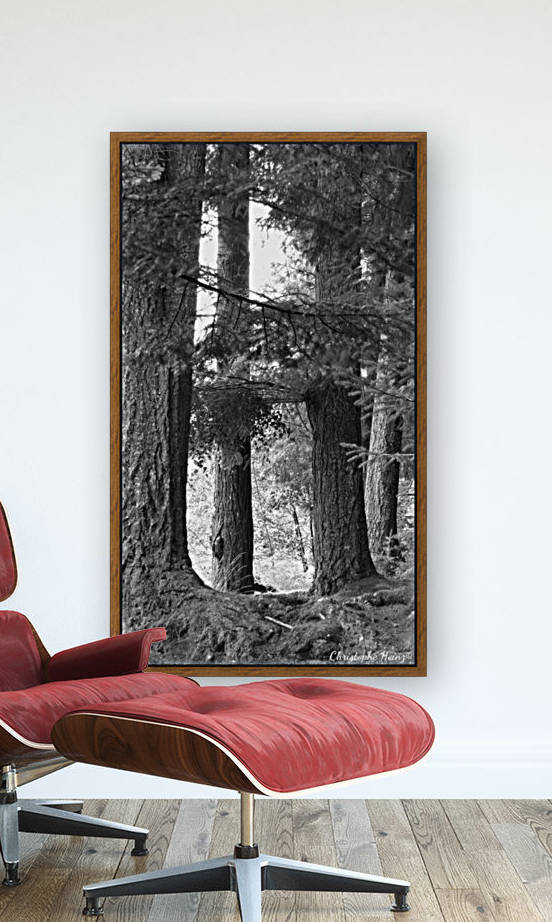 foret 3 Reproduction