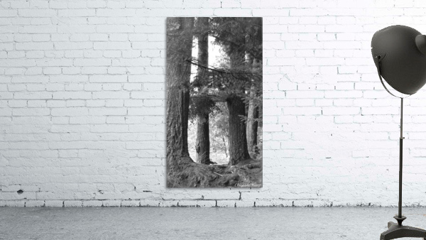 foret 3 Wall Preview