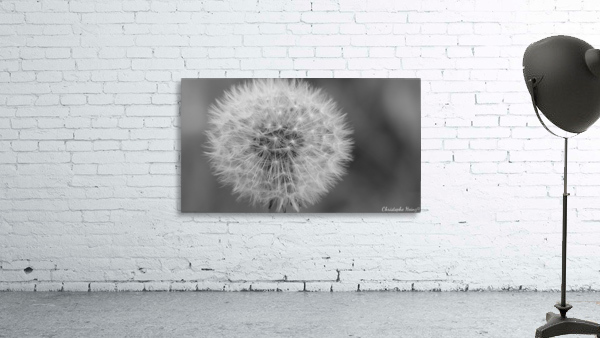 pissenlit Wall Preview