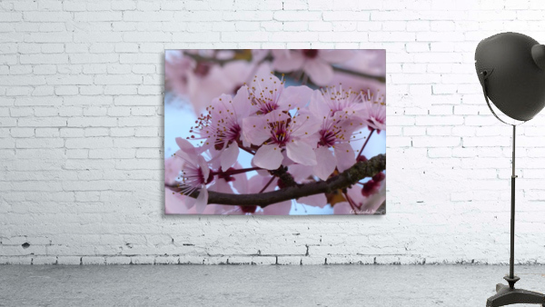 fleur de cerisier Wall Preview