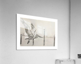 Flying Pelican Graphite Study Acrylic Print
