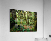 Forest Acrylic Print