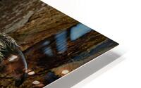 Koala Bear Claw HD Metal print