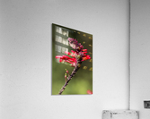 Red Flower Acrylic Print