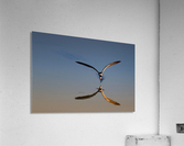 Black Skimmer Reflection Acrylic Print