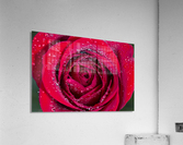 Raindrop Rose Acrylic Print