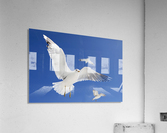 Seagulls Acrylic Print
