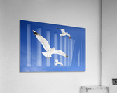 Seagulls Acrylic Print