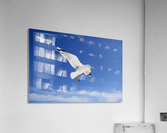 Seagulls Acrylic Print