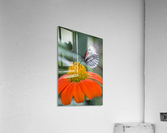 Butterfly Acrylic Print