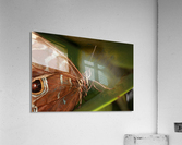 Morpho Peleides Butterfly Acrylic Print