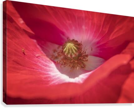 Poppy Flower Canvas Print