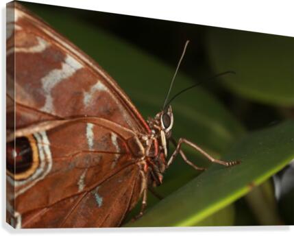 Morpho Peleides Butterfly Canvas Print