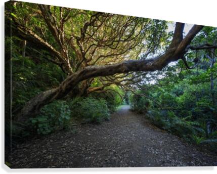 Karekake Waterfall Trail Canvas Print