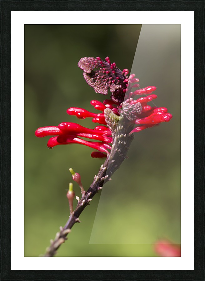 Red Flower Picture Frame print
