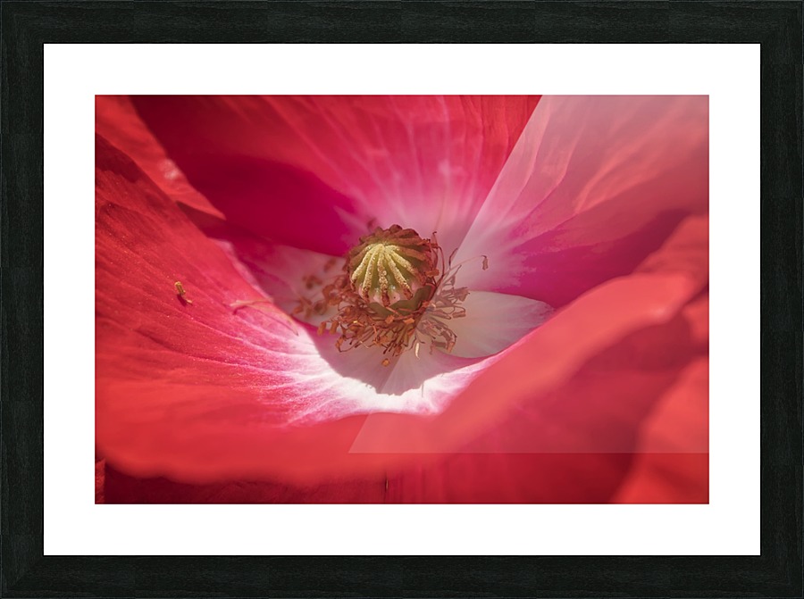 Poppy Flower Picture Frame print
