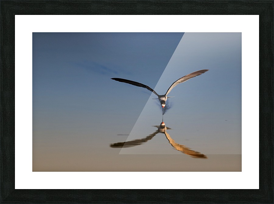 Black Skimmer Reflection Picture Frame print