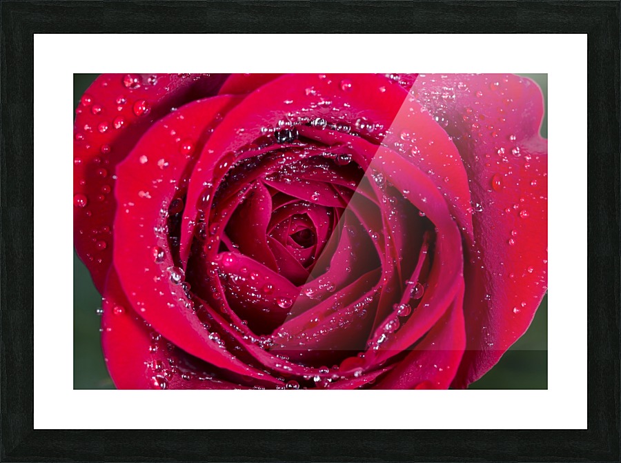 Raindrop Rose Picture Frame print
