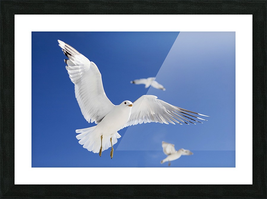 Seagulls Picture Frame print