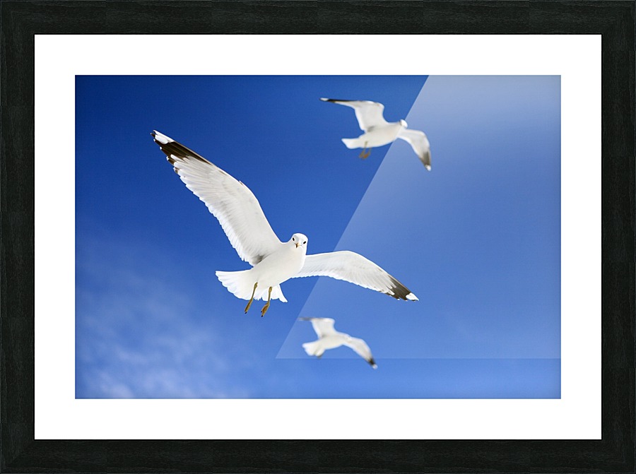 Seagulls Picture Frame print