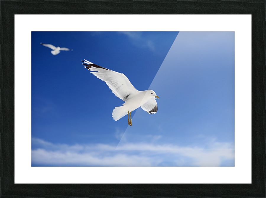 Seagulls Picture Frame print